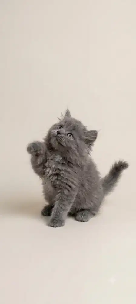 Sepasang Munchkin British Tortie dan Blue