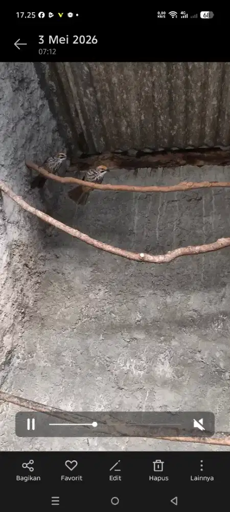 Jual Cucak Rawa Hutan pasangan