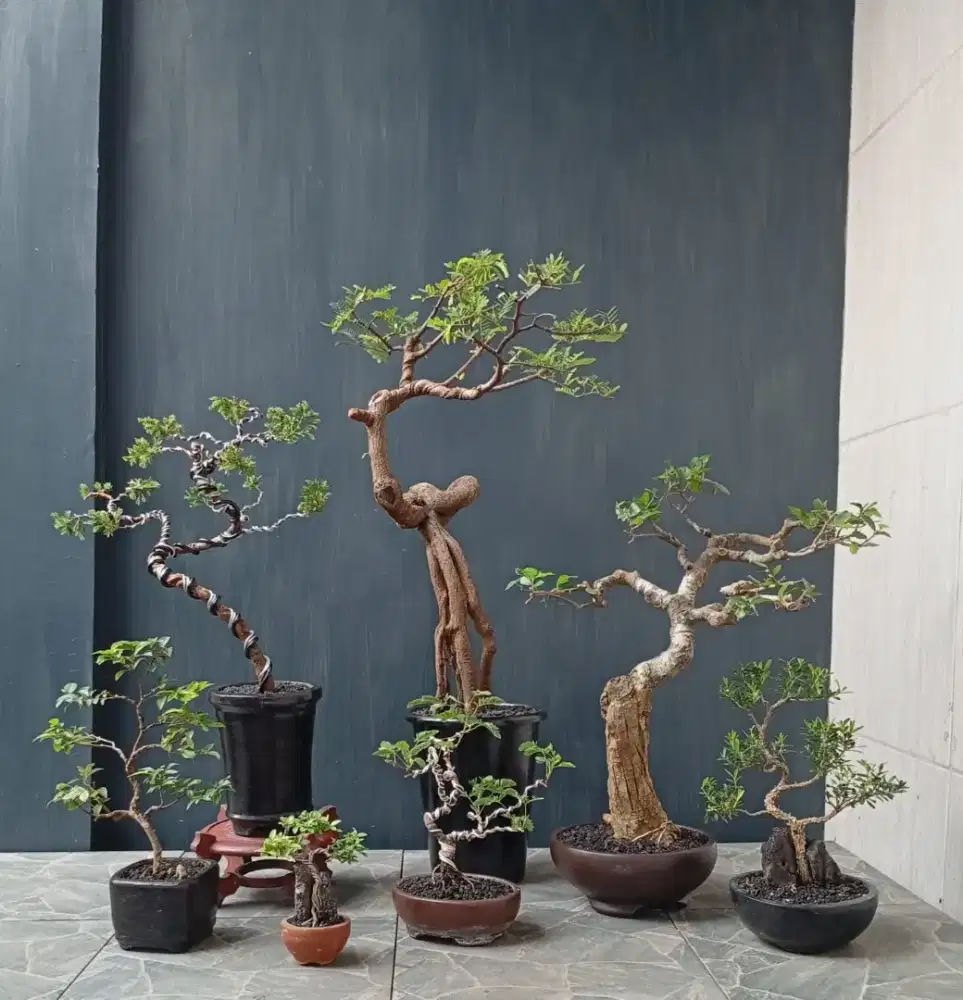 Borong murah bonsai hias