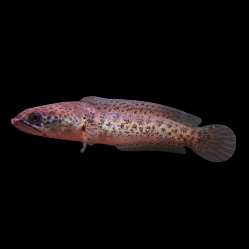 Channa Auranti 10cm, semi King (punuk)