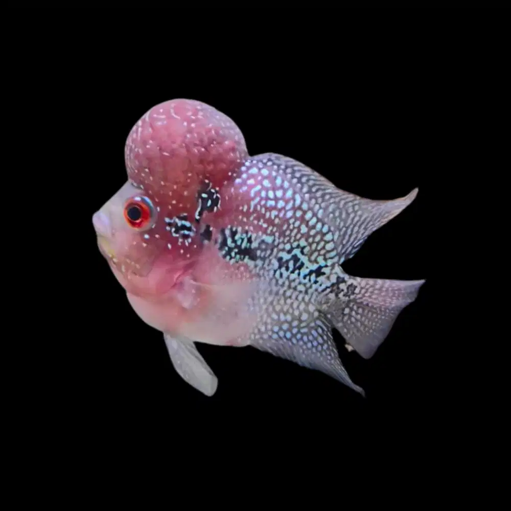 Louhan Lohan SRD (Super Red Dragon) Bonsai 2 ekor