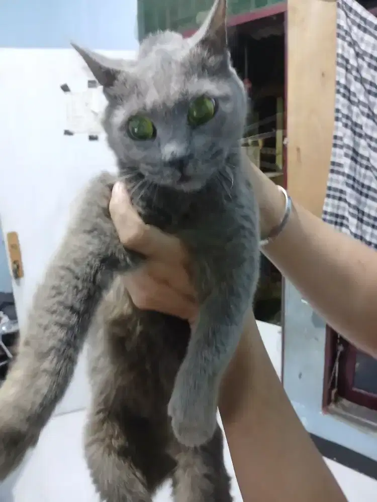 Bsh betina lagi hamil