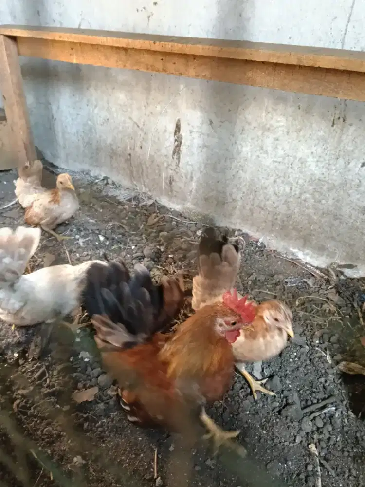 Ayam kate remaja sepaket