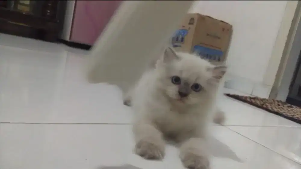 Kucing Persia Himalaya