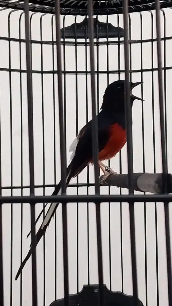 murai batu prestasi bodi big