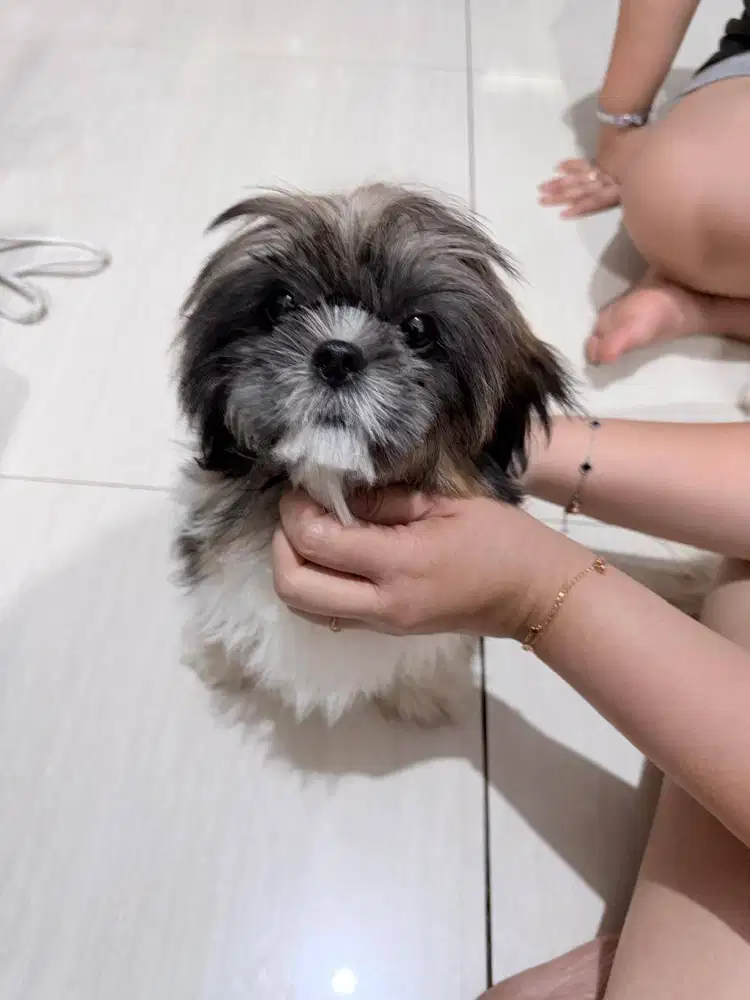 Dijual puppies Shihtzu murni non-stb