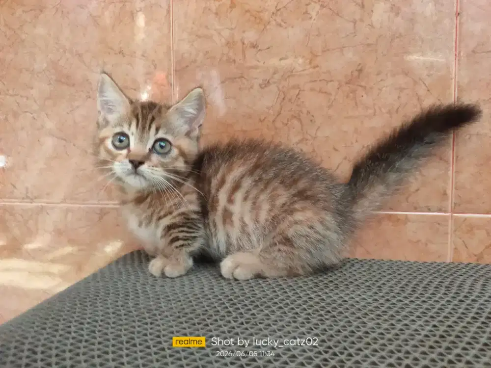 Kitten Munchkin goldtabby betina