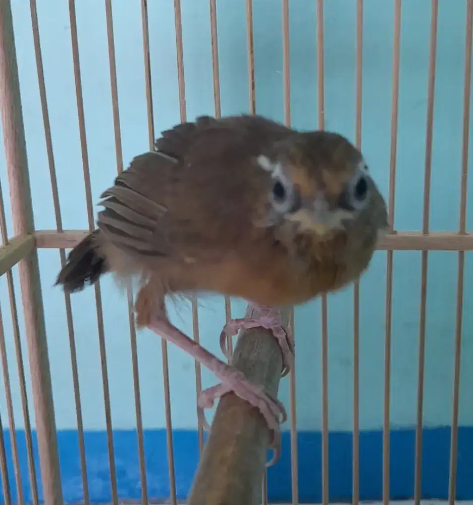 Burung wambi lokal