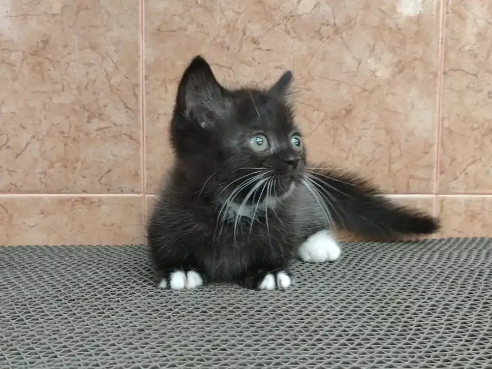 Kitten Munchkin RH/ top standar