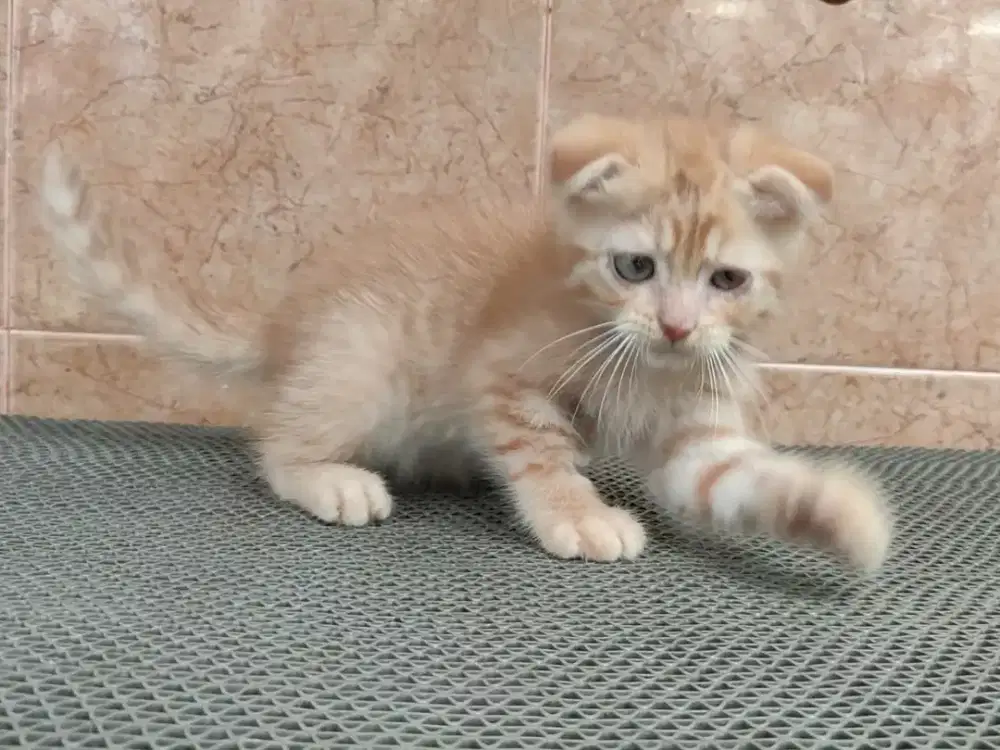 Kitten Scottish fold jantan