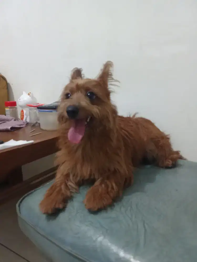 Open Adopsi Doggy Betina