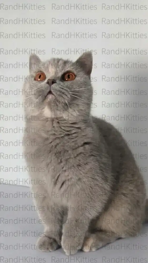 BSH Munchkin Lilac Cream