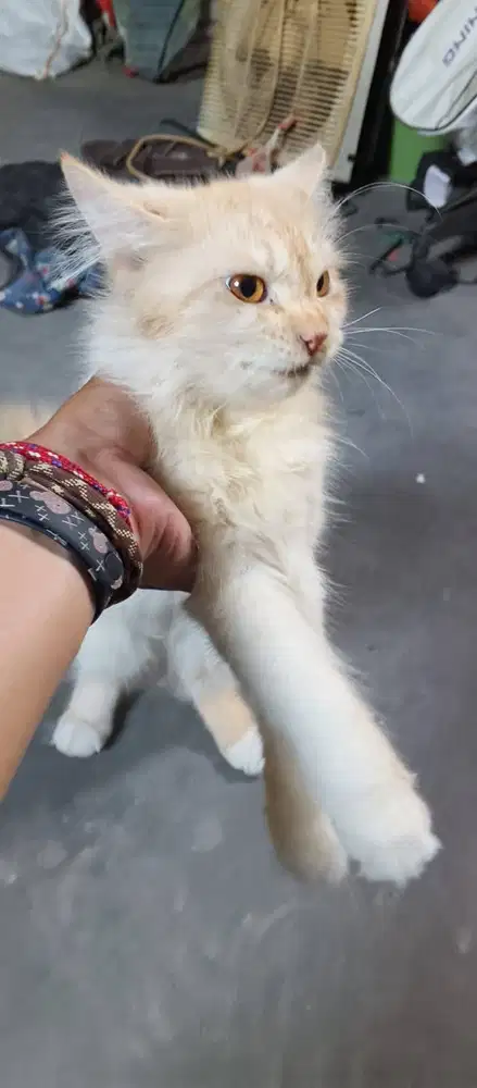 kucing persia oper adops