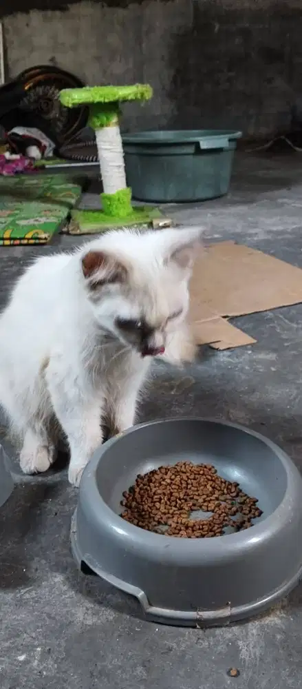 kucing himalaya oper adops