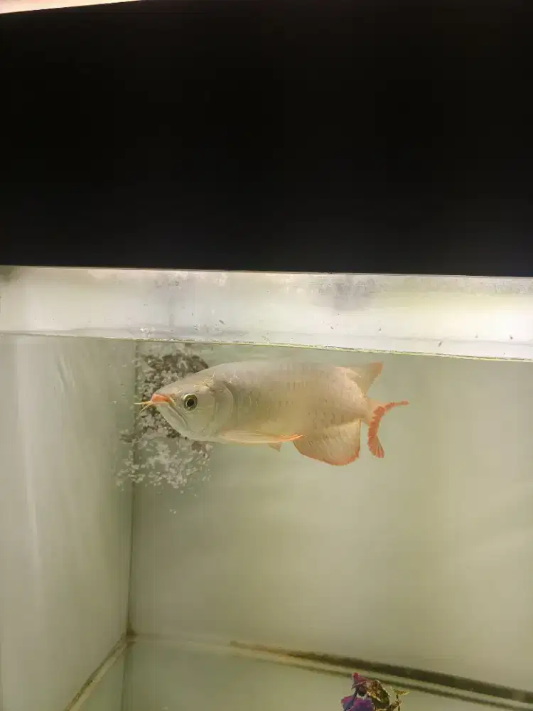 Ikan Arwana Super Red