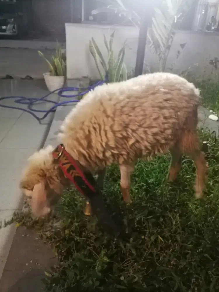 Domba betina usia 4bulan