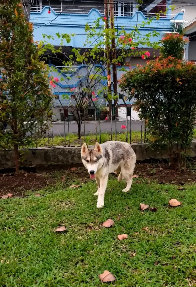 Husky Betina Premium Quality
