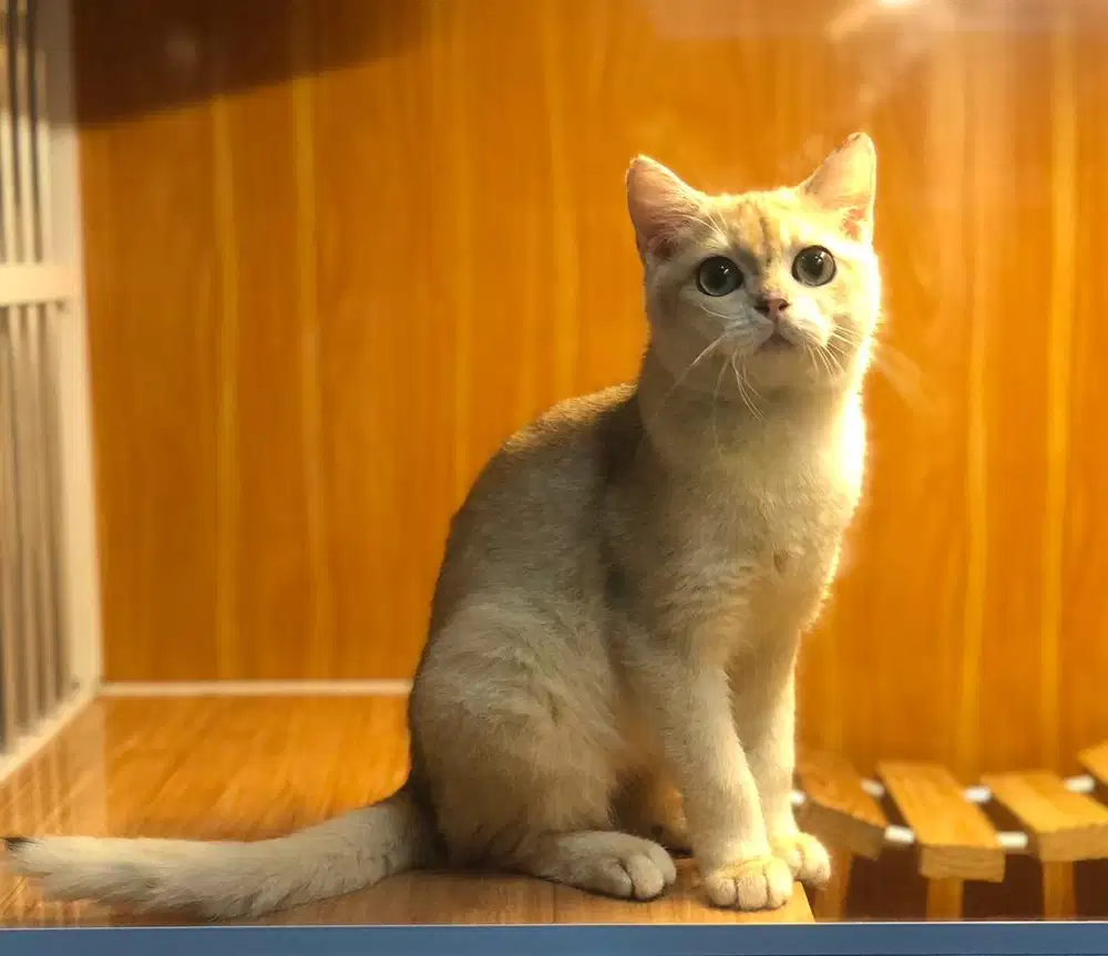 Kucing british shorthair