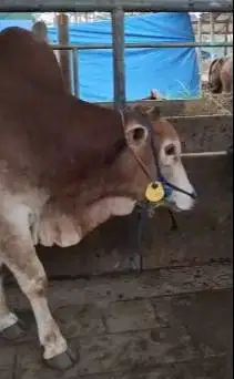 sapi potong jantan 275kiloanUP siap sedekahan akikah muharram manteb