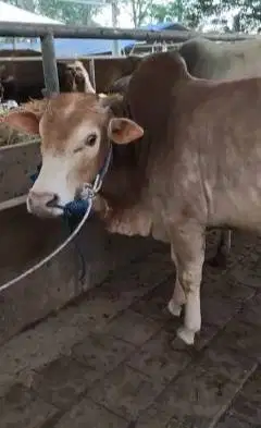 sapi potong jantan 275kiloanUP siap sedekahan akikah muharram manteb