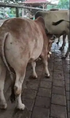sapi potong jantan 275kiloan siap sedekahan hajatan nikahan muharrom