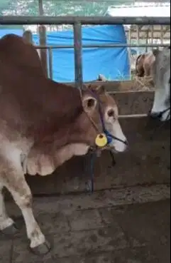 sapi potong jantan 275kiloan siap sedekahan hajatan nikahan muharrom