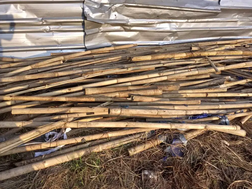 Jual bambu utk kandang ayam