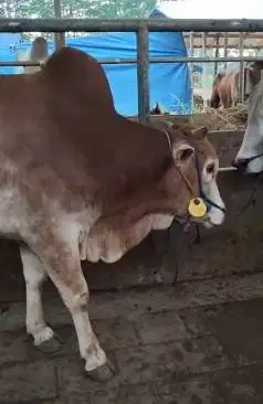 sapi jantan 275kiloan siap potong sedekahan hajatan muharam akikahan