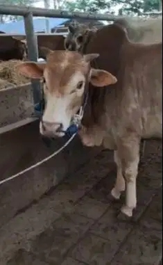 sapi jantan 275 kiloan siap sapi potong sedekahan akikahan hajatan top