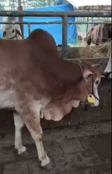 sapi jantan 275 kiloan siap sapi potong sedekahan akikahan hajatan top