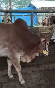 sapi jantan siap potong 275kiloan siap hajaan sedekahan akikahan puas