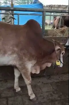 sapi jantan 275kiloan siap sedekahan potongan hajatan syukuran nazar