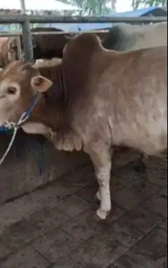 sapi jantan 275kiloan siap sedekahan potongan hajatan syukuran nazar
