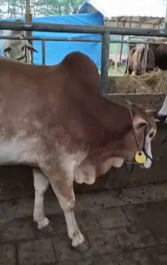 sapi potong 275kiloan jantan siap akikahan nazar sedekah syukuran puas