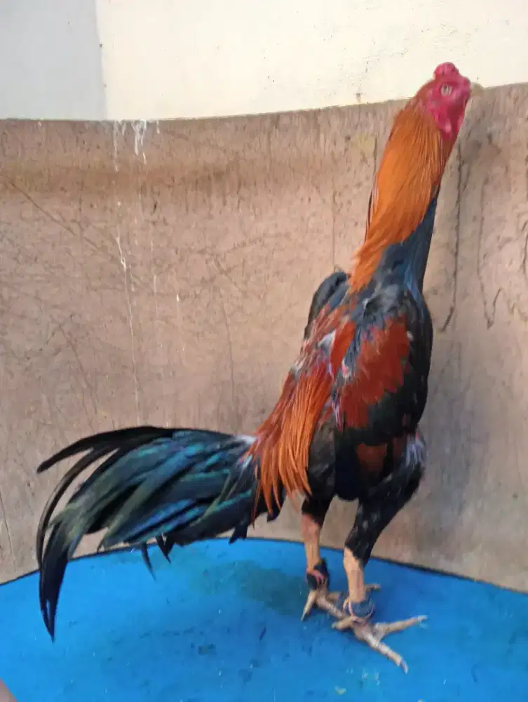 Ayam Bangkok wiring kuning wangkas