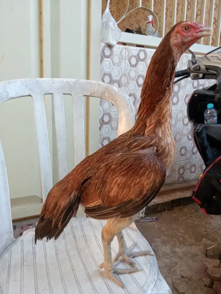 Ayam betina Bangkok Mangon body bsar pkul kras