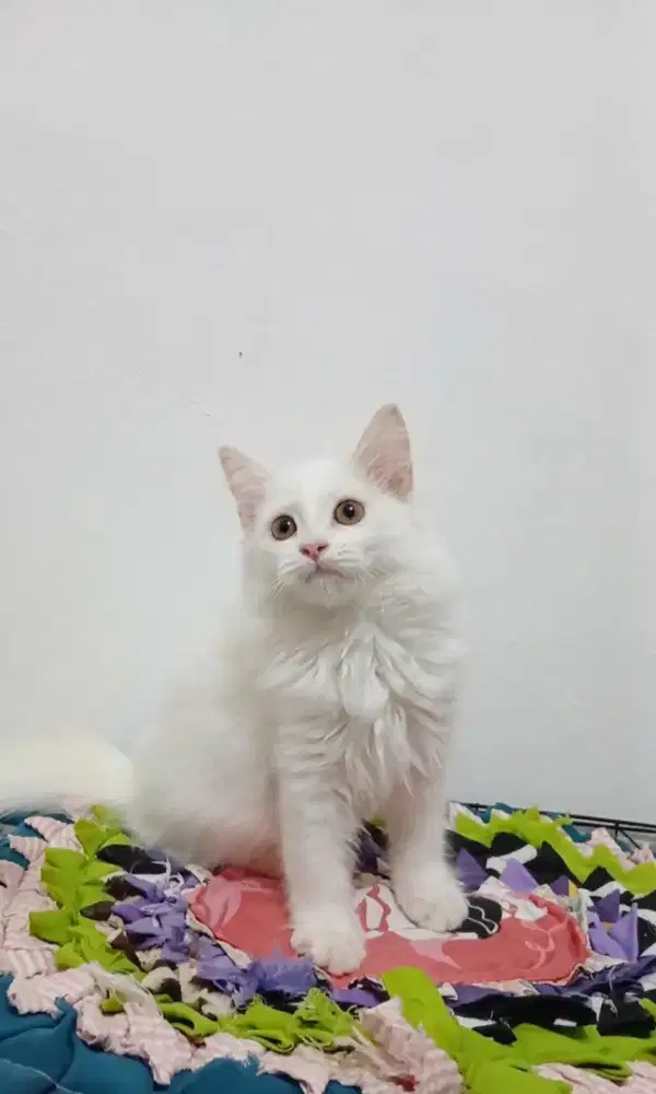 Kitten Persian White Solid Betina