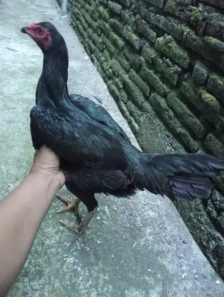 Ayam betina koytrad main semi brakot vdeo abaran ada