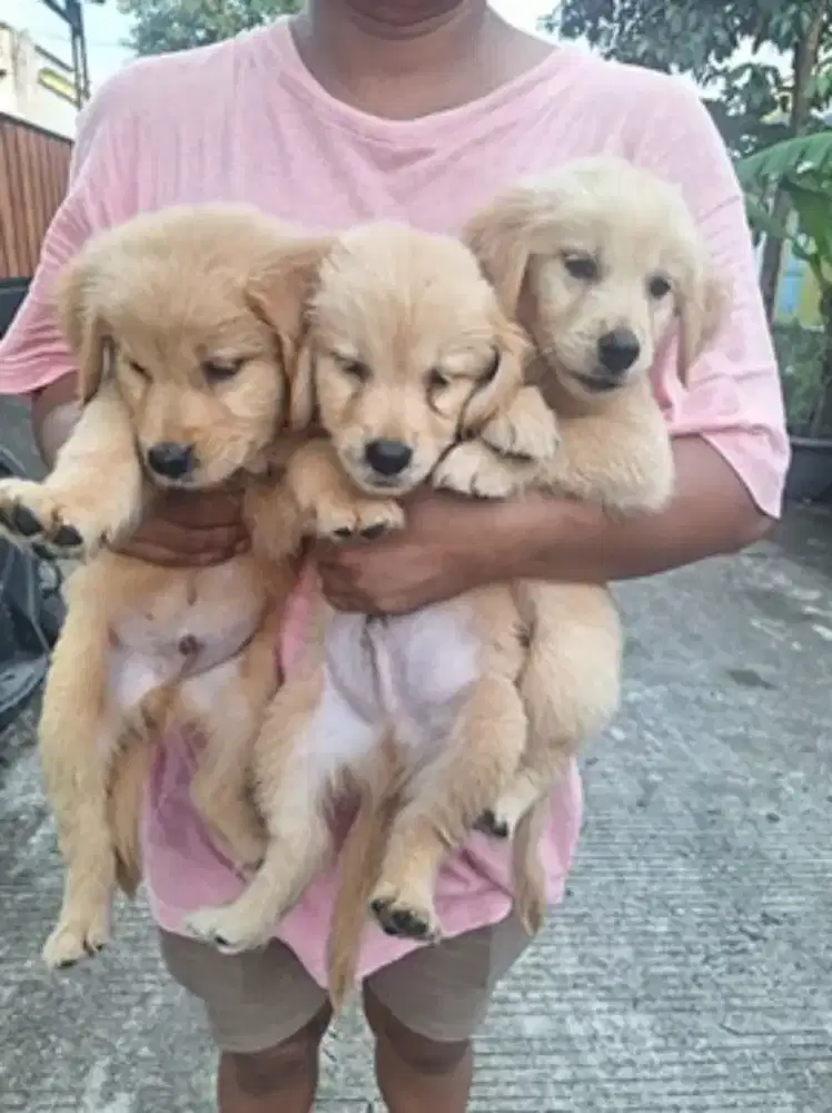 Golden retriever usia 3bln