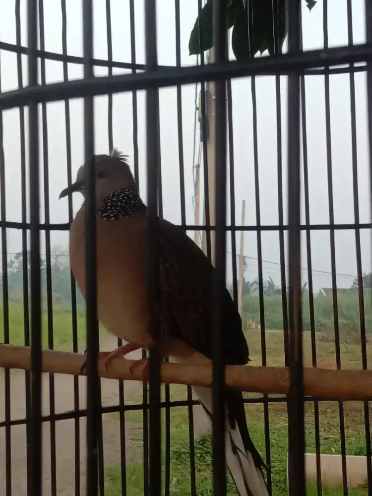 Burung Tekukur berkanuragan