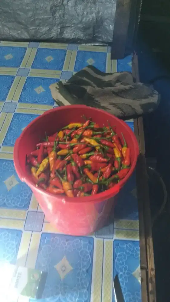 Jual Buah Cabe rawit Ori 212