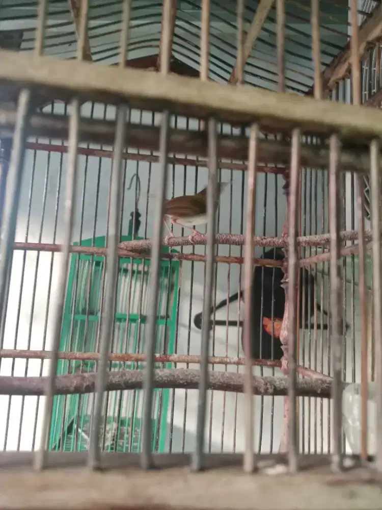 Prenjak lumut rawatan gacor di jamin 100 persen jantan