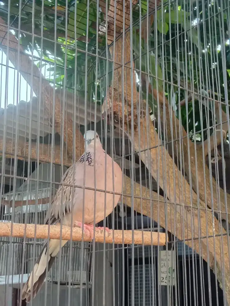 Burung tekukur gacor