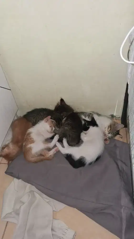 Kucing Dome mix Mainecoone (7)