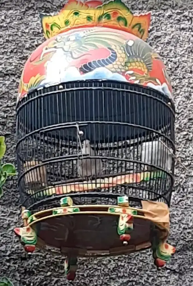Burung perkutut silver rajin mapan