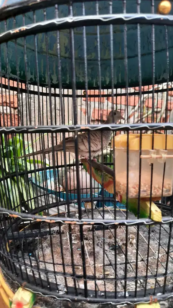 Burung perkutut silver rajin mapan