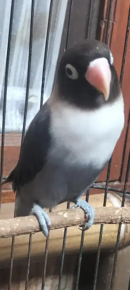 Burung love bird batman jantan