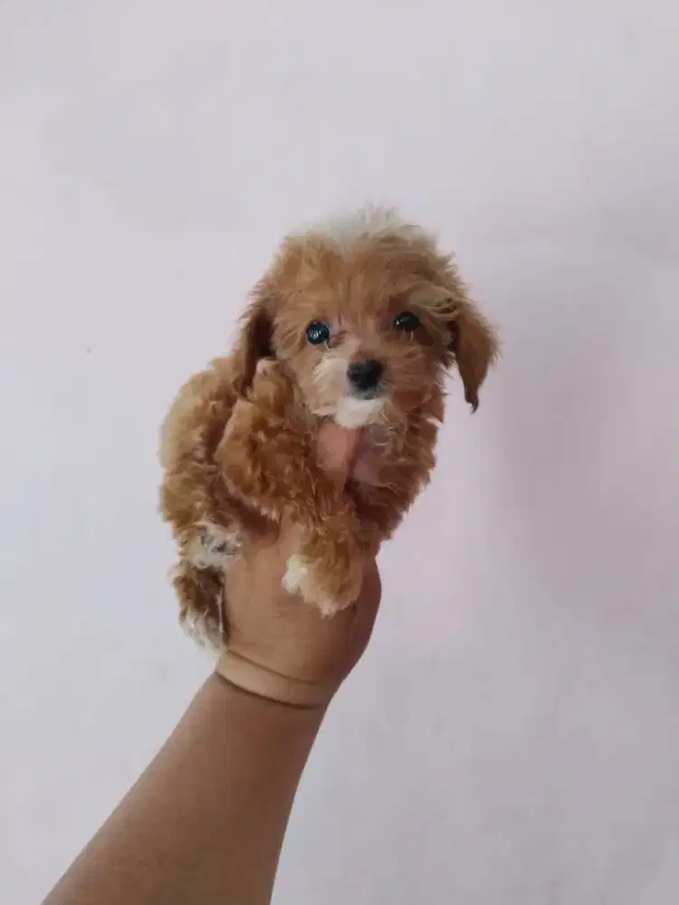 Anak anjing tiny poodle ( size mini /kecil)