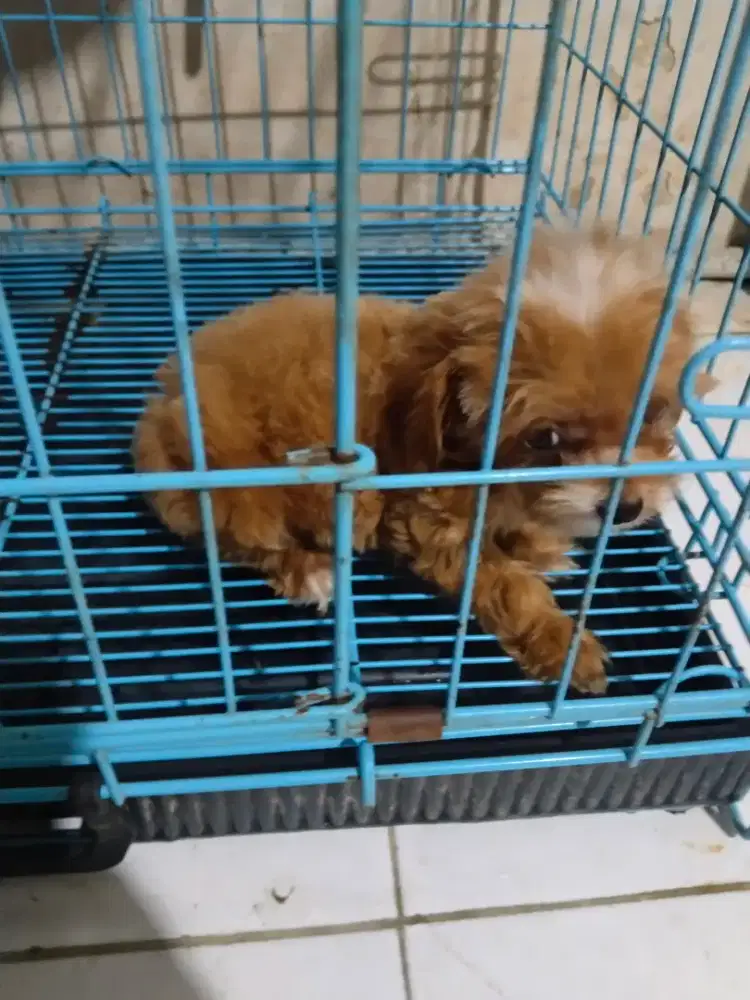 Anak anjing tiny poodle ( size mini /kecil)