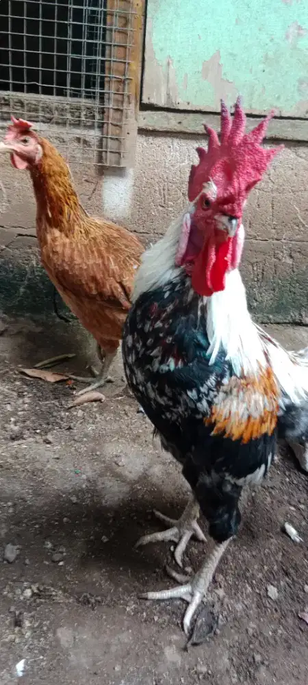 Sepasang Ayam Pelung Dewasa